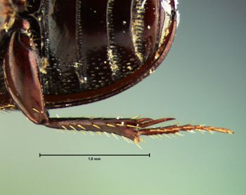 Media type: image;   Entomology 34304 Aspect: hind tibia